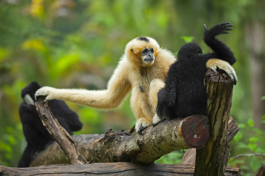 hoolock gibbon